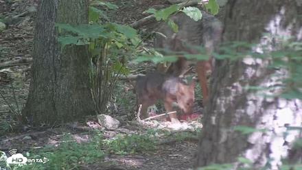 Off-Exhibit Red Wolves Live Cam | Wolf Center - Jun 16, 2026, 10:29am EDT