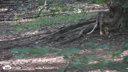 Off-Exhibit Red Wolves Live Cam | Wolf Center - Jul 23, 2026, 6:32pm EDT