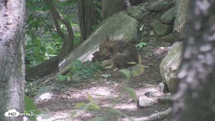 Off-Exhibit Red Wolves Live Cam | Wolf Center - Jun 8, 2026, 11:24am EDT