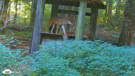 Off-Exhibit Red Wolves Live Cam | Wolf Center - Aug 16, 2026, 9:46am EDT