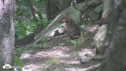 Off-Exhibit Red Wolves Live Cam | Wolf Center - Jun 8, 2026, 11:23am EDT