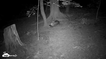 Off-Exhibit Red Wolves Live Cam | Wolf Center - Aug 15, 2026, 8:59pm EDT