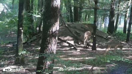 Off-Exhibit Red Wolves Live Cam | Wolf Center - Jul 8, 2026, 9:21am EDT