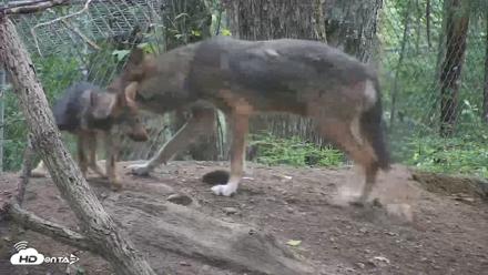 Off-Exhibit Red Wolves Live Cam | Wolf Center - Jul 13, 2026, 9:43am EDT