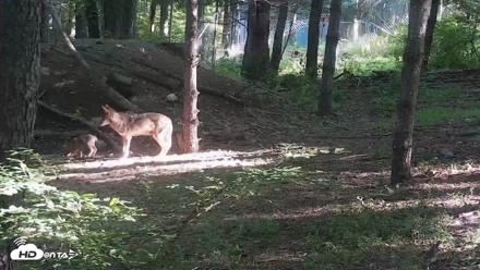 Off-Exhibit Red Wolves Live Cam | Wolf Center - Jun 16, 2026, 7:50am EDT