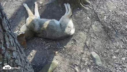 Off-Exhibit Red Wolves Live Cam | Wolf Center - Apr 11, 2026, 4:58pm EDT