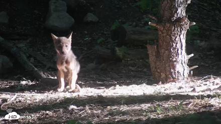 Off-Exhibit Red Wolves Live Cam | Wolf Center - Jun 16, 2026, 7:51am EDT