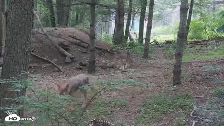 Off-Exhibit Red Wolves Live Cam | Wolf Center - Jun 18, 2026, 10:53am EDT
