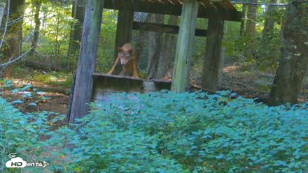 Off-Exhibit Red Wolves Live Cam | Wolf Center - Aug 16, 2026, 10:02am EDT