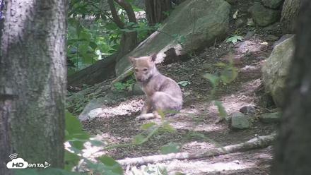 Off-Exhibit Red Wolves Live Cam | Wolf Center - Jun 8, 2026, 11:22am EDT