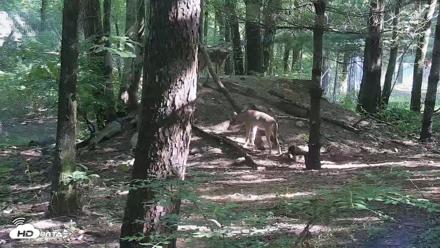 Off-Exhibit Red Wolves Live Cam | Wolf Center - Jul 8, 2026, 9:21am EDT