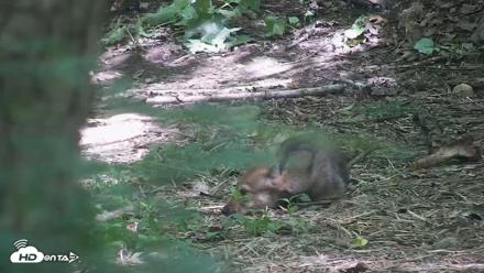 Off-Exhibit Red Wolves Live Cam | Wolf Center - Jun 8, 2026, 11:36am EDT