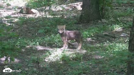 Off-Exhibit Red Wolves Live Cam | Wolf Center - Jun 8, 2026, 11:06am EDT