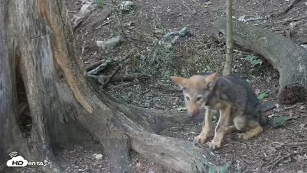 Off-Exhibit Red Wolves Live Cam | Wolf Center - Jul 23, 2026, 6:35pm EDT