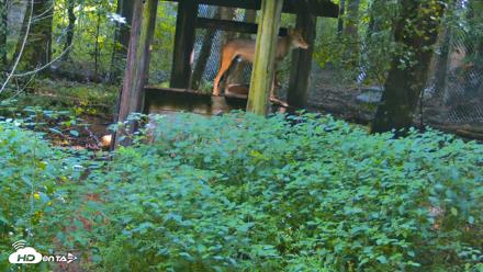Off-Exhibit Red Wolves Live Cam | Wolf Center - Aug 6, 2026, 10:11am EDT