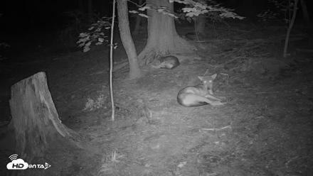 Off-Exhibit Red Wolves Live Cam | Wolf Center - Aug 15, 2026, 2:41am EDT