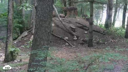Off-Exhibit Red Wolves Live Cam | Wolf Center - Jun 15, 2026, 11:21am EDT