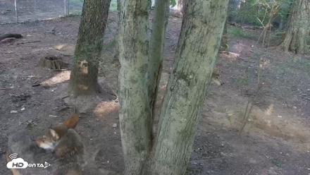 Off-Exhibit Red Wolves Live Cam | Wolf Center - Jul 1, 2026, 7:48am EDT
