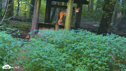 Off-Exhibit Red Wolves Live Cam | Wolf Center - Aug 6, 2026, 10:12am EDT