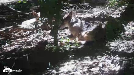 Off-Exhibit Red Wolves Live Cam | Wolf Center - Jun 8, 2026, 11:27am EDT