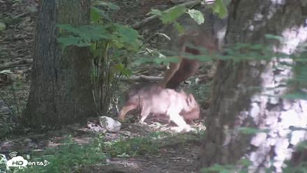 Off-Exhibit Red Wolves Live Cam | Wolf Center - Jun 16, 2026, 10:28am EDT