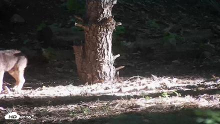Off-Exhibit Red Wolves Live Cam | Wolf Center - Jun 16, 2026, 7:51am EDT