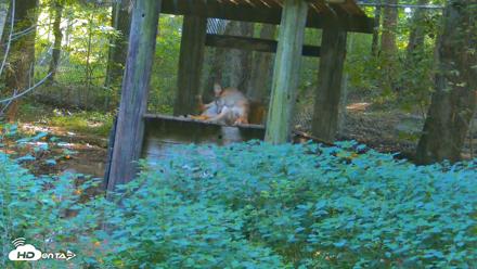 Off-Exhibit Red Wolves Live Cam | Wolf Center - Aug 16, 2026, 10:03am EDT