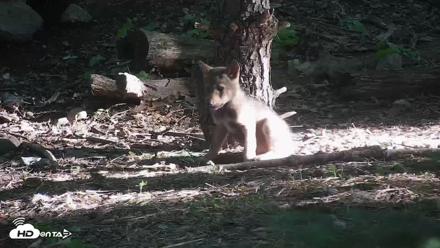 Off-Exhibit Red Wolves Live Cam | Wolf Center - Jun 16, 2026, 7:53am EDT