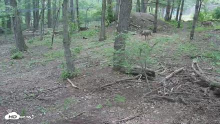 Off-Exhibit Red Wolves Live Cam | Wolf Center - May 15, 2026, 11:29am EDT
