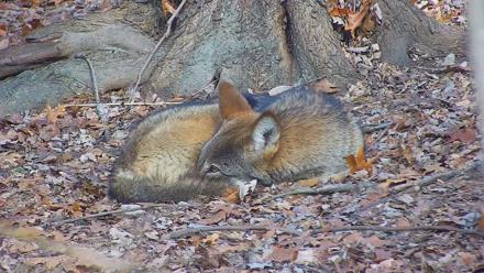 Off-Exhibit Red Wolves Live Cam | Wolf Center - Dec 7, 2025, 11:42am EST