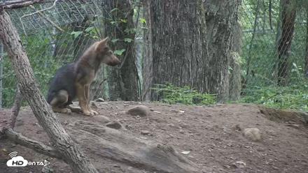 Off-Exhibit Red Wolves Live Cam | Wolf Center - Jul 13, 2026, 9:43am EDT