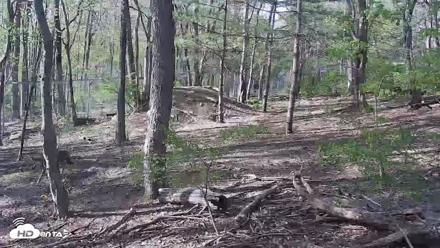 Off-Exhibit Red Wolves Live Cam | Wolf Center - Apr 23, 2026, 4:46pm EDT