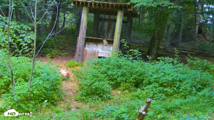 Off-Exhibit Red Wolves Live Cam | Wolf Center - Jun 18, 2026, 2:20pm EDT