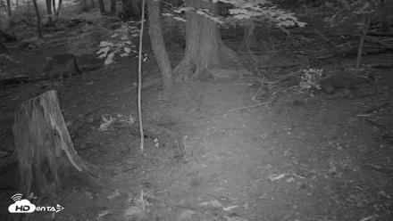 Off-Exhibit Red Wolves Live Cam | Wolf Center - Aug 15, 2026, 7:59pm EDT