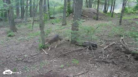 Off-Exhibit Red Wolves Live Cam | Wolf Center - May 15, 2026, 11:30am EDT