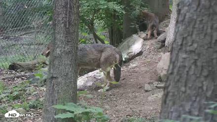 Off-Exhibit Red Wolves Live Cam | Wolf Center - Jun 5, 2026, 2:06pm EDT