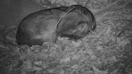 Off-Exhibit Red Wolves Live Cam | Wolf Center - Dec 9, 2025, 12:08am EST