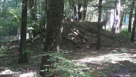 Off-Exhibit Red Wolves Live Cam | Wolf Center - Jul 8, 2026, 10:52am EDT