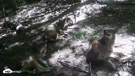 Off-Exhibit Red Wolves Live Cam | Wolf Center - Jun 8, 2026, 11:09am EDT