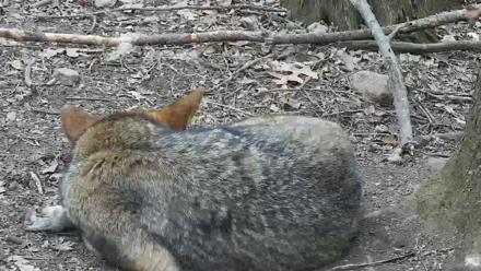 Off-Exhibit Red Wolves Live Cam | Wolf Center - Apr 1, 2026, 3:47pm EDT