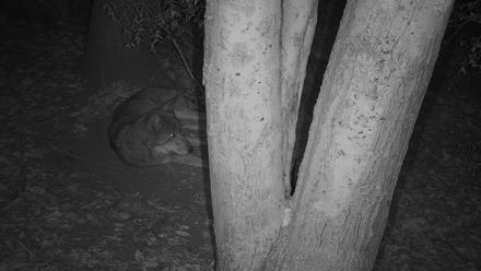Wolf Center - Off-Exhibit Red Wolves - Oct 7, 2025, 11:05pm EDT