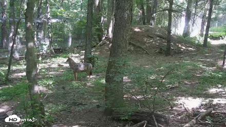 Off-Exhibit Red Wolves Live Cam | Wolf Center - Jun 5, 2026, 11:11am EDT