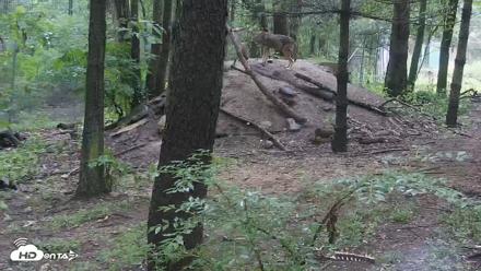 Off-Exhibit Red Wolves Live Cam | Wolf Center - Jun 23, 2026, 9:29am EDT
