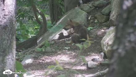 Off-Exhibit Red Wolves Live Cam | Wolf Center - Jun 8, 2026, 11:24am EDT