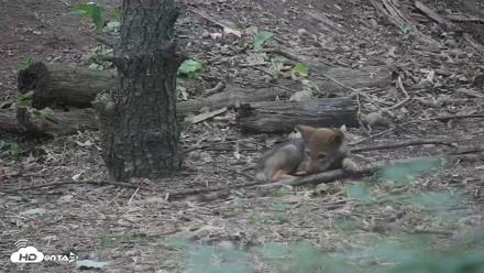 Off-Exhibit Red Wolves Live Cam | Wolf Center - Jun 22, 2026, 9:31am EDT