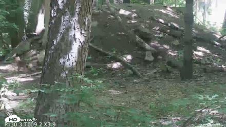 Off-Exhibit Red Wolves Live Cam | Wolf Center - Jun 8, 2026, 11:21am EDT