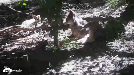 Off-Exhibit Red Wolves Live Cam | Wolf Center - Jun 8, 2026, 11:27am EDT