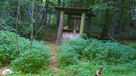 Off-Exhibit Red Wolves Live Cam | Wolf Center - Jul 5, 2026, 7:56pm EDT