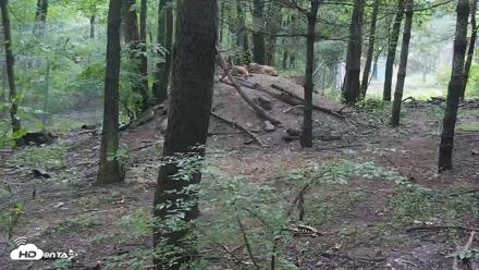 Off-Exhibit Red Wolves Live Cam | Wolf Center - Jul 7, 2026, 12:54pm EDT