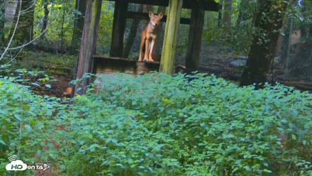 Off-Exhibit Red Wolves Live Cam | Wolf Center - Aug 6, 2026, 10:11am EDT